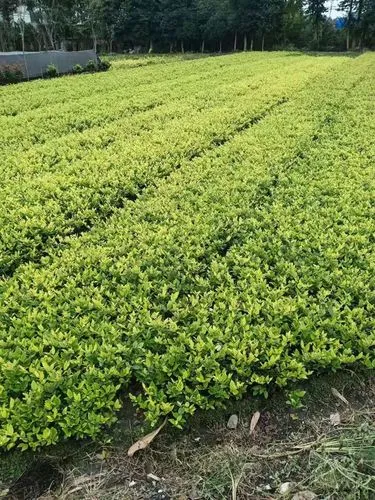 网球拍怎么摆拍才好看呢